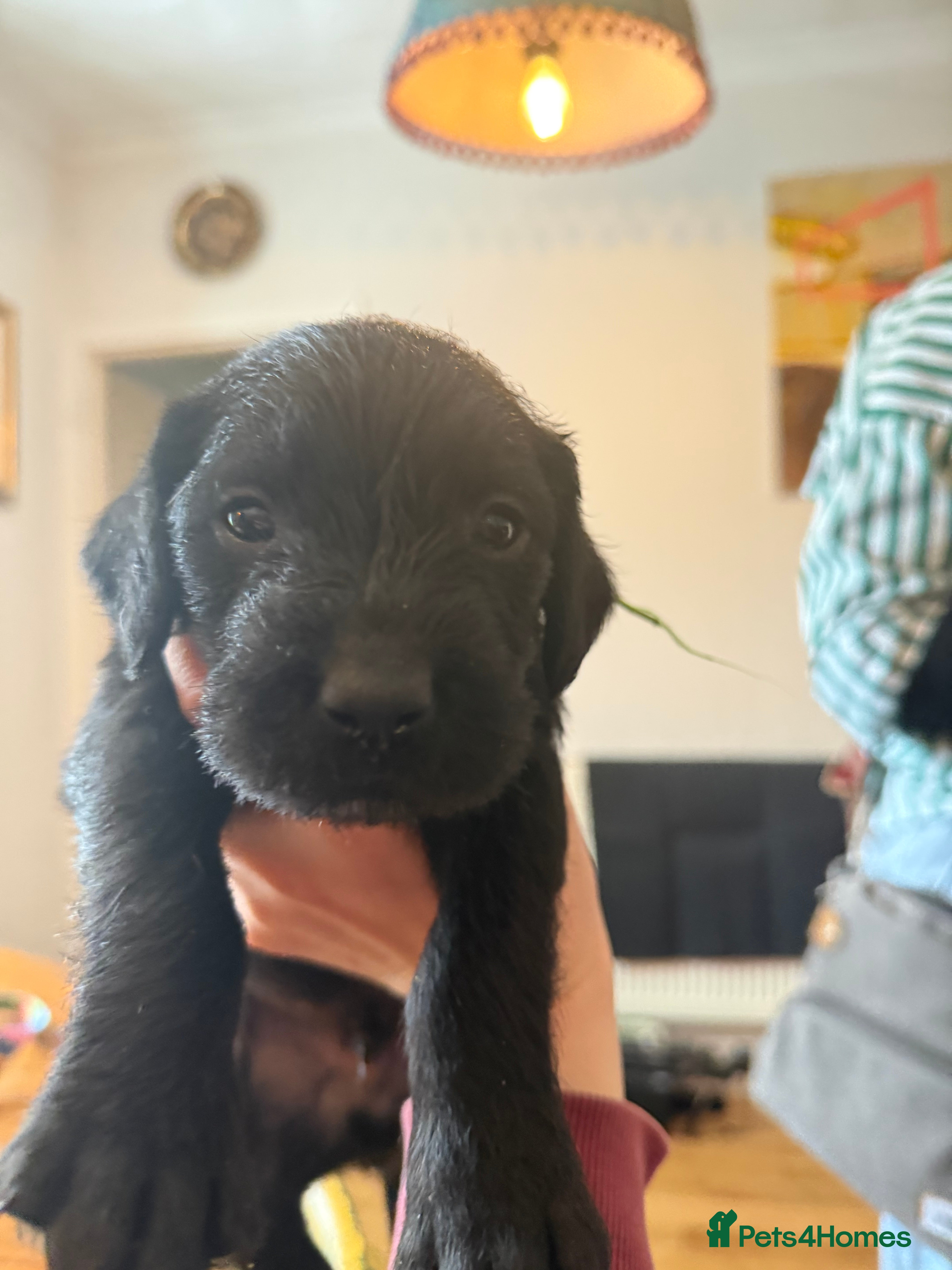 Mixed Breed dogs Pointervizsladoos -Stunning litter  - Advert 1