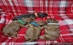 Cockapoo dogs for sale: Beautiful F1 Cockapoo puppies - Image 14
