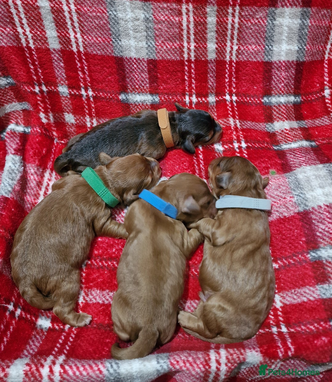 Cockapoo dogs for sale: Beautiful F1 Cockapoo puppies - Image 14