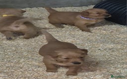 Golden Retriever dogs for sale: KC GOLDEN RETRIEVER PUPPIES, HEALTH SCORED PARENTS - Advert 6