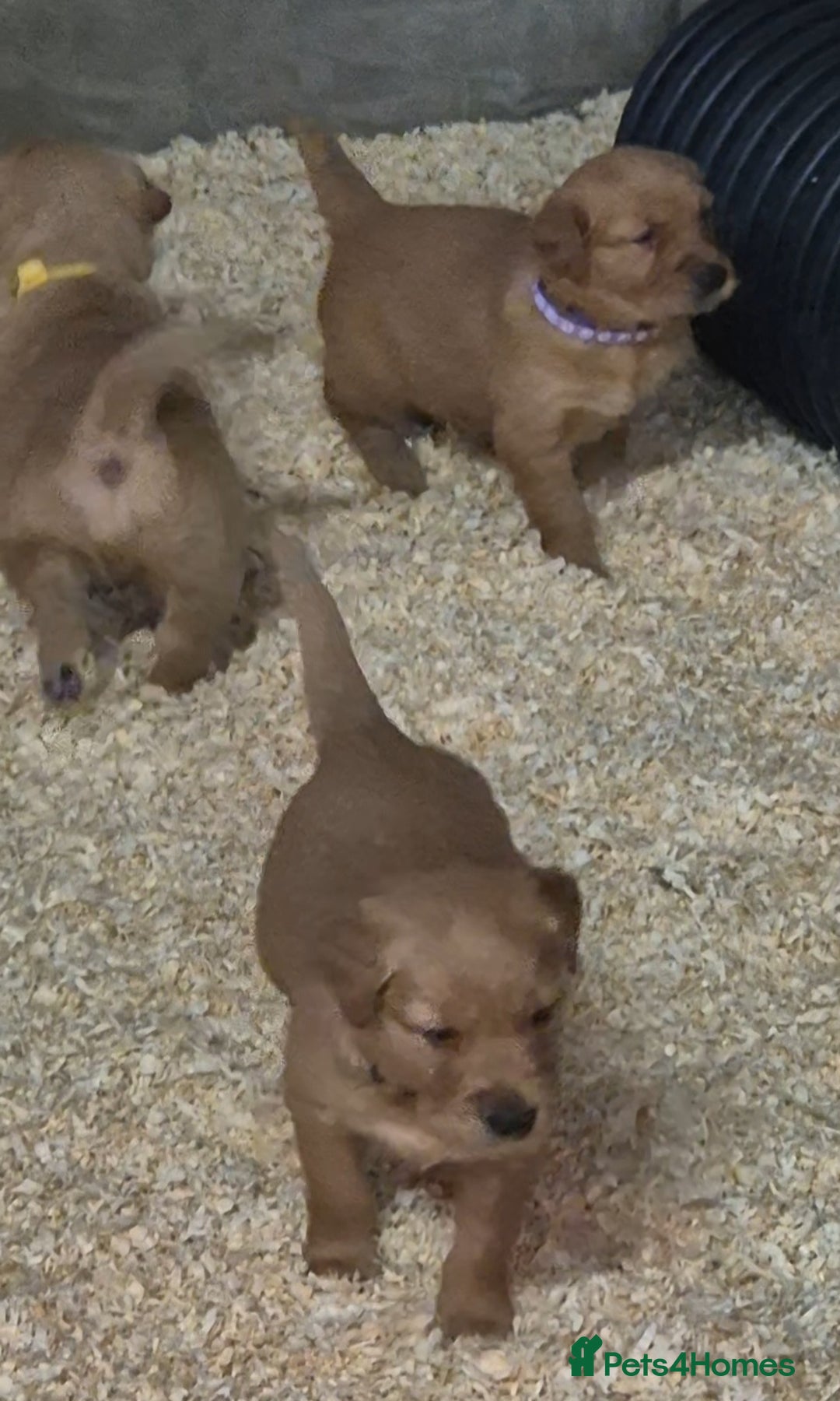 Golden Retriever dogs for sale: KC GOLDEN RETRIEVER PUPPIES, HEALTH SCORED PARENTS - Advert 6
