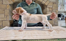 Pointer dogs for sale: 🪶 Pointer puppies 🪶 - Image 30