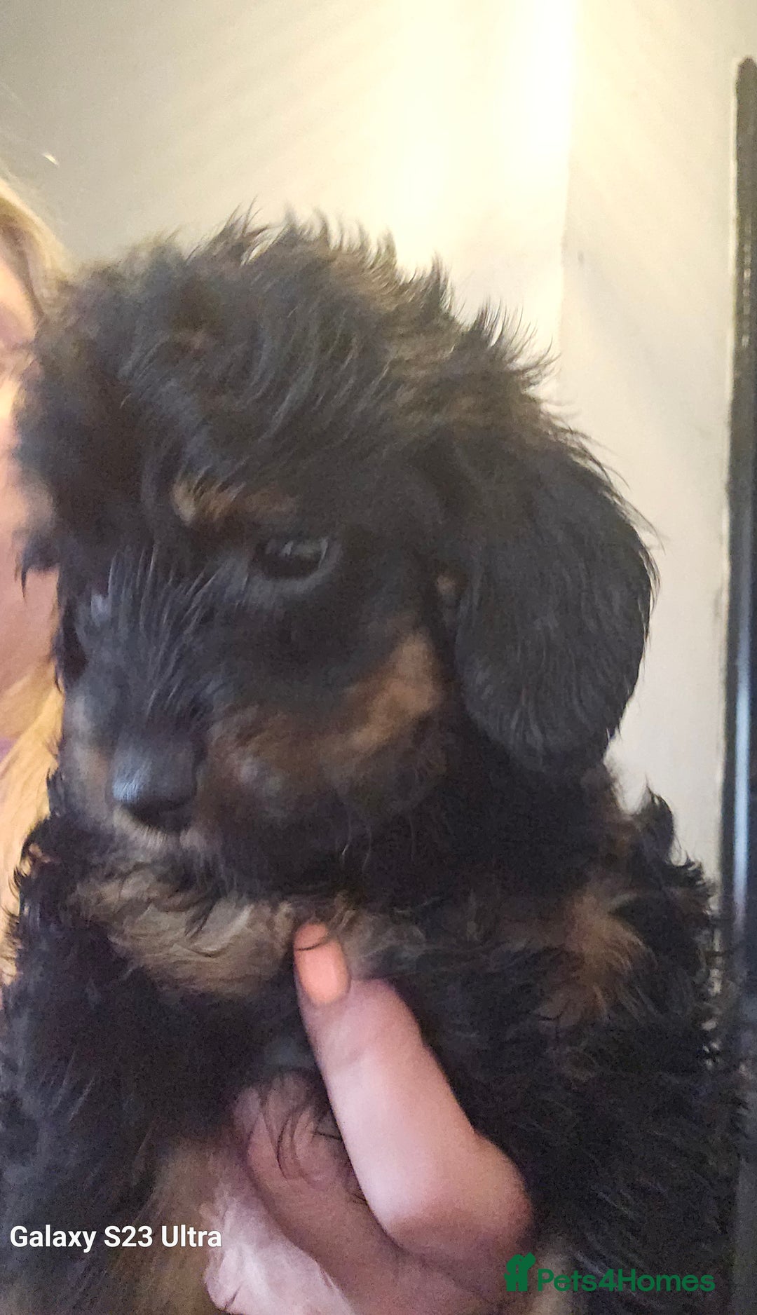 Doxiepoo dogs for sale: Doxipoos puppies mega curly and suited  - Image 9