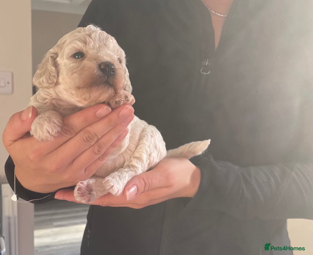 Mixed Breed dogs for sale: Cockapoo/poochon - Image 15