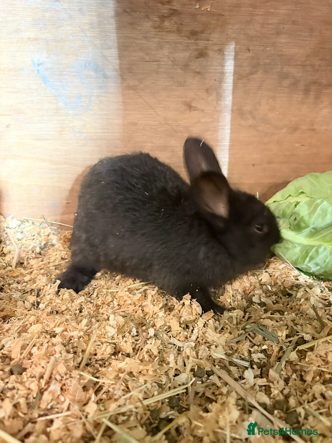 French Lop rabbits for sale: French lop babies - Advert 5