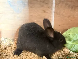 French Lop rabbits baby rabbits REDUCED - Advert 2