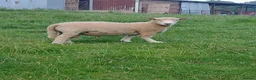 Sheep livestock for sale: 1yr old Ryeland Male Tup  - Advert 3