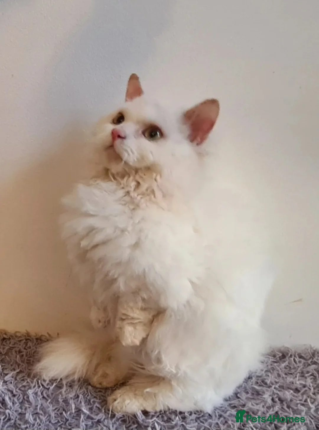 Munchkin cats for sale: Handsome munchkin - Advert 2