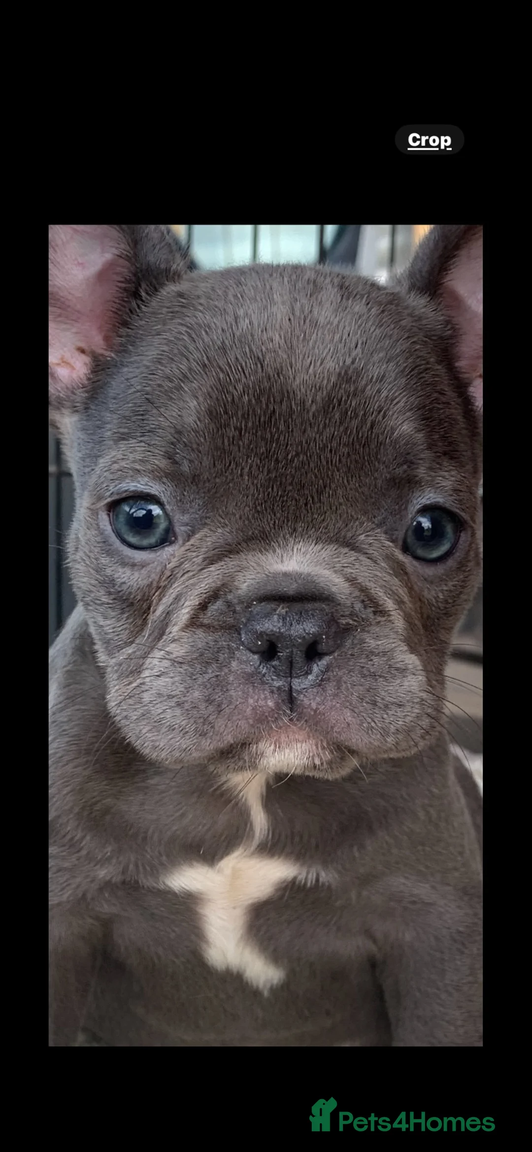 French Bulldog dogs for sale: QUALITY KC FRENCH BULLDOG PUPPIES  - Advert 1