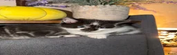 Mixed Breed cats for sale: 5 kittens for sale  - Advert 5
