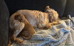 Cockapoo dogs for sale: Female Cockapoo - Image 7