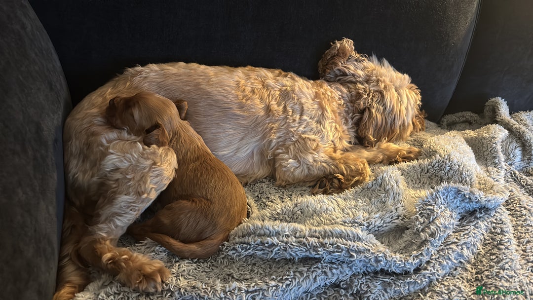 Cockapoo dogs for sale: Female Cockapoo - Image 7