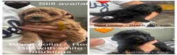 Cockapoo dogs for sale: Five star cockapoo ⭐️ - Advert 1