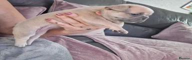 French Bulldog 6