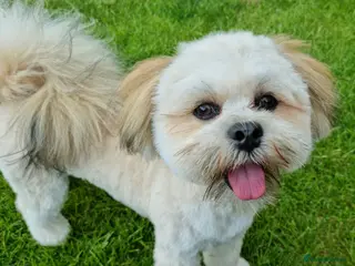 Lhasa Apso dogs Gorgeous proven pedigree Lhasa Apso for stud in Pontefract - Advert 4