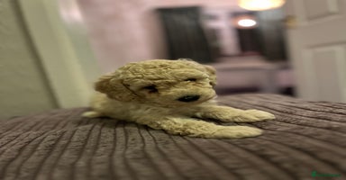 Mixed Breed dogs - Advert 12
