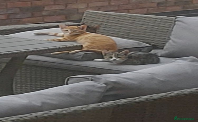 Mixed Breed cats - Advert 3