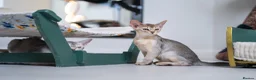 Abyssinian cats for sale: Bonbon – Ready Now | Exceptional Silver Abyssinian - Advert 11