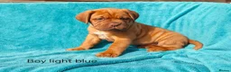 Dogue De Bordeaux dogs for sale: 9 Stunning bundles of joy - Advert 5