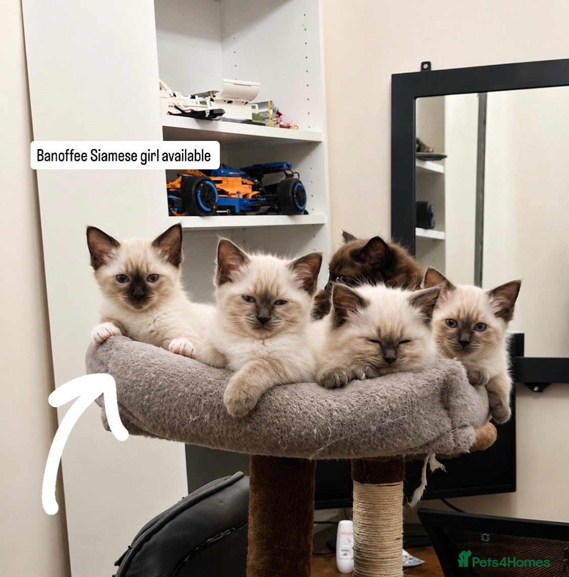 Siamese cats READY NOW TWO GORGEOUS SIAMESE GIRLS  - Advert 10