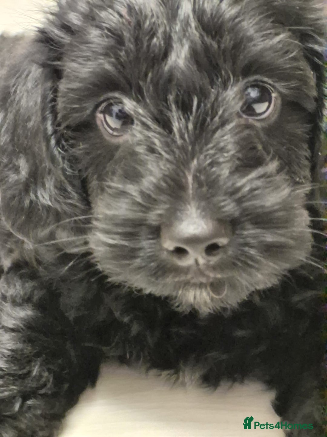Mixed Breed dogs for sale: ‼️REDUCED 2 BEAUTIFUL YORKIPOO BOY READY NOW‼️  - Advert 25