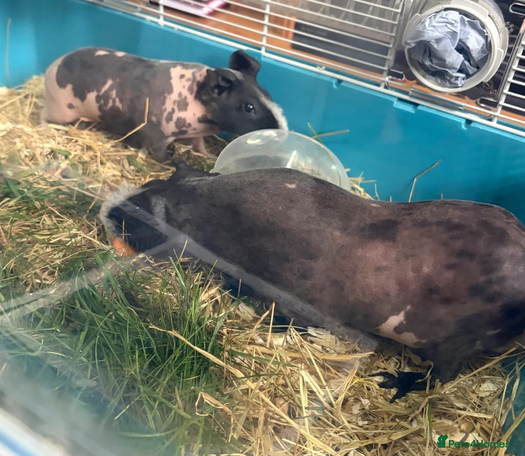Guinea Pig rodents for sale:  Skinny Guinea Pig ( Hairless) in Edgware - Advert 2