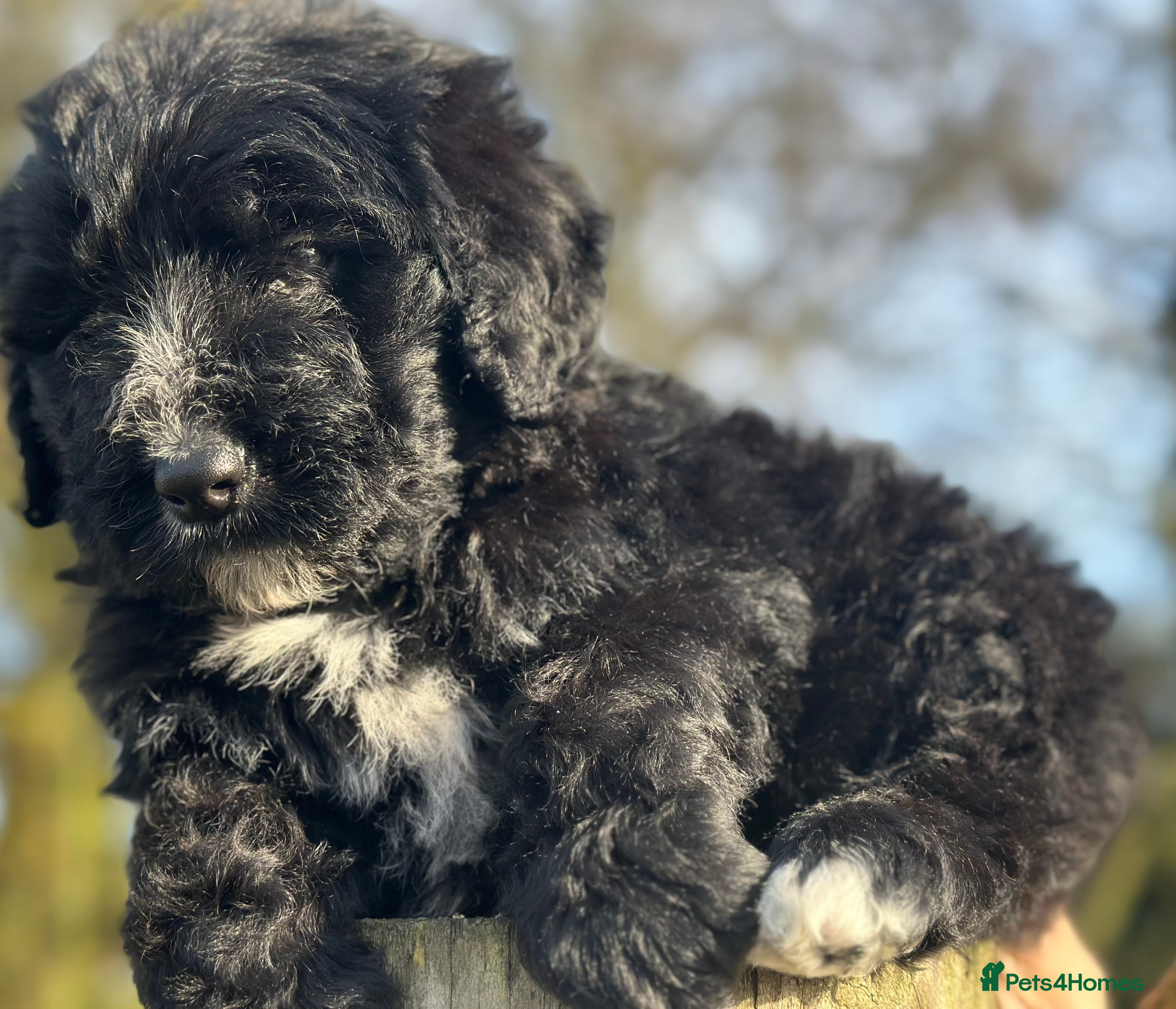 Bernedoodle dogs F1 STANDARD BERNADOODLE LAST 2 BOYS AVAILABLE - Advert 1