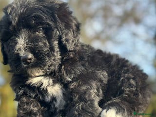 Bernedoodle dogs F1 STANDARD BERNADOODLE LAST 2 BOYS AVAILABLE - Advert 2