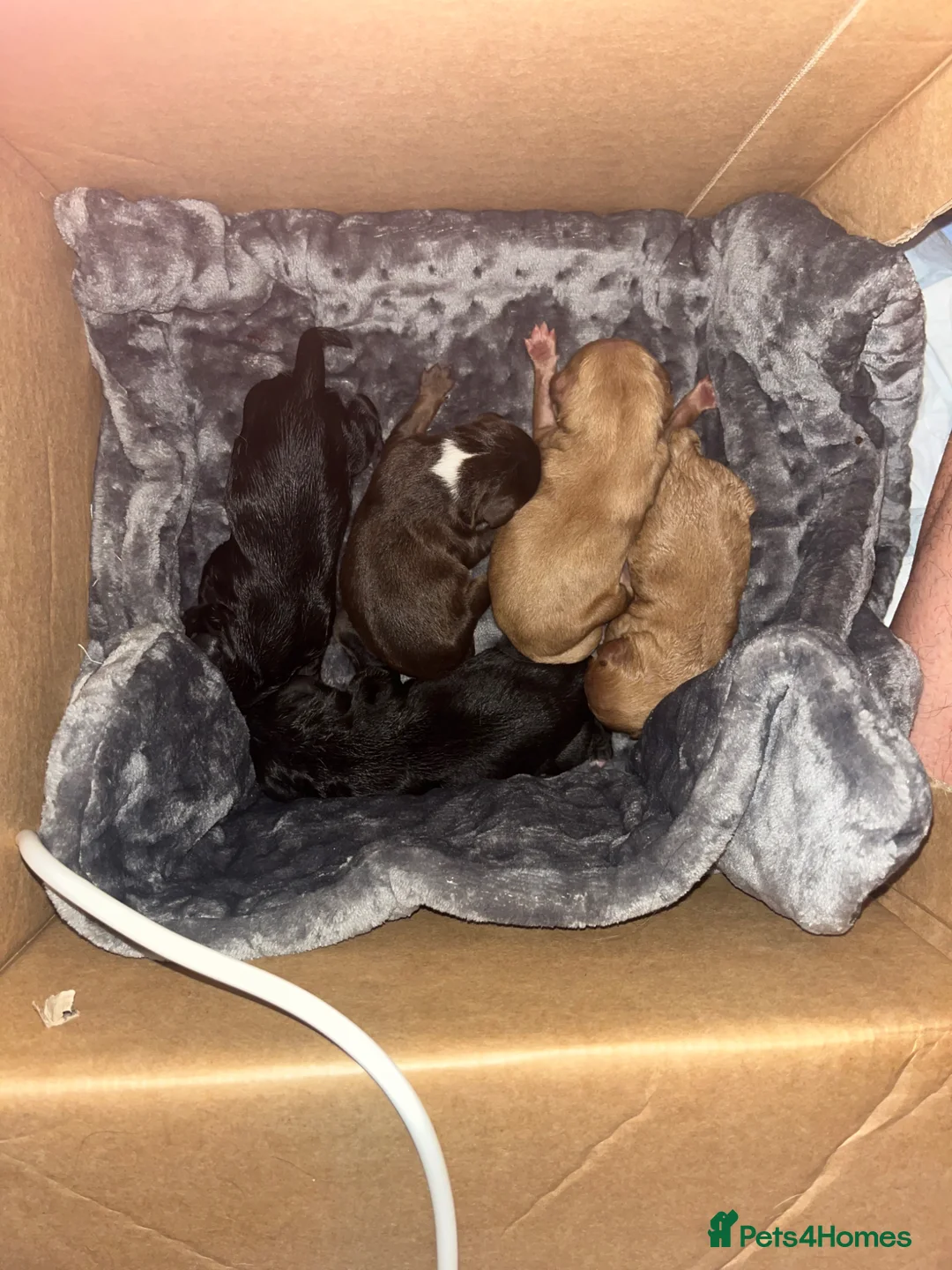 Mixed Breed dogs for sale: 3/4 cockapoo 1/4 frenchie  in Walsall - Advert 2
