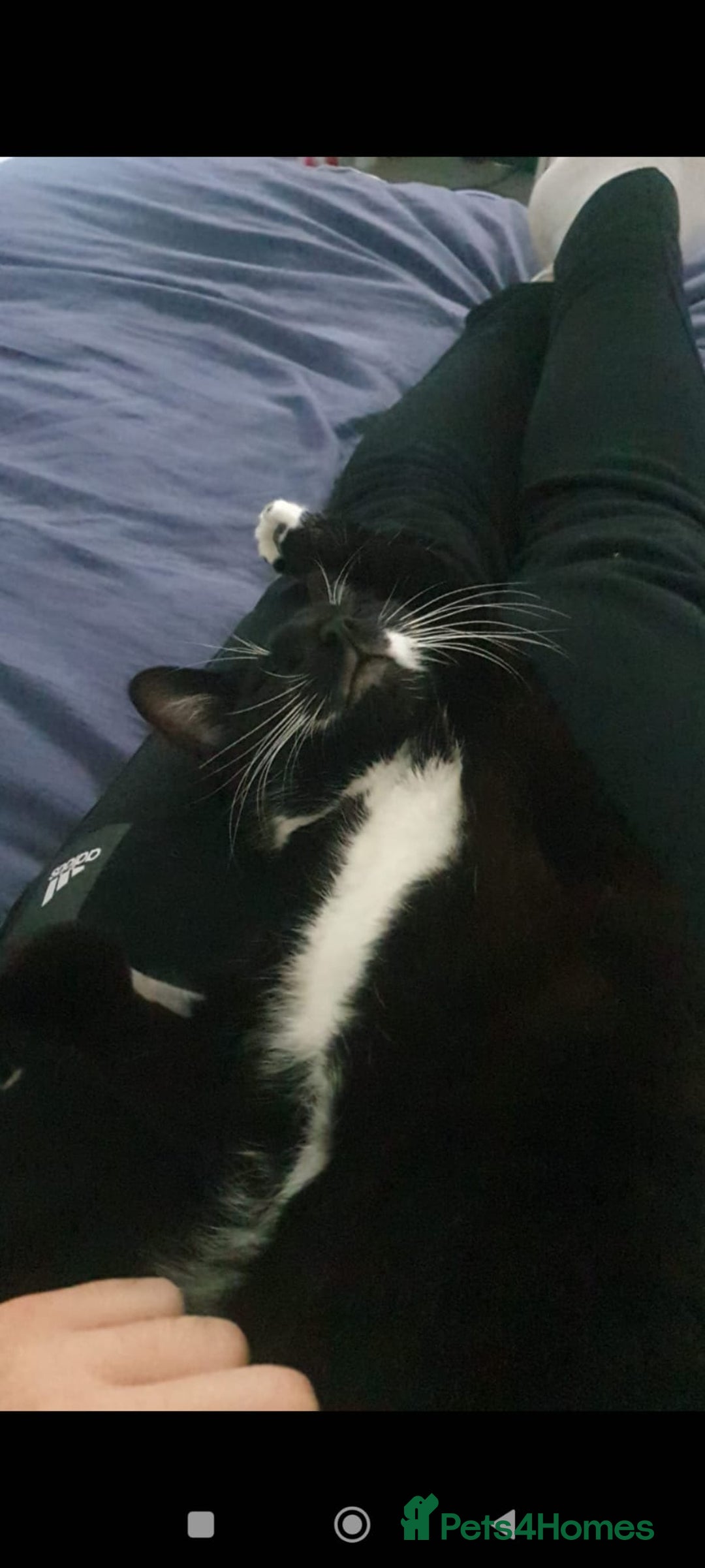 Mixed Breed cats for sale: Lovely Bonded pair (M+F) - must stay together - Advert 11