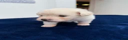 Maltipom dogs for sale: Multipom mojos for sale - Advert 11