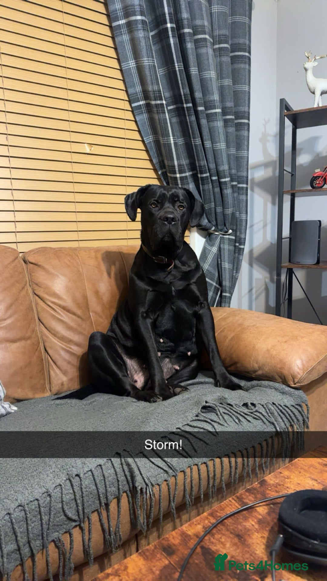 Cane Corso dogs for sale: Cane Corso Puppies - Image 18