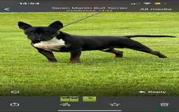 English Bull Terrier dogs for sale: Champion line bull terriers  - Image 8