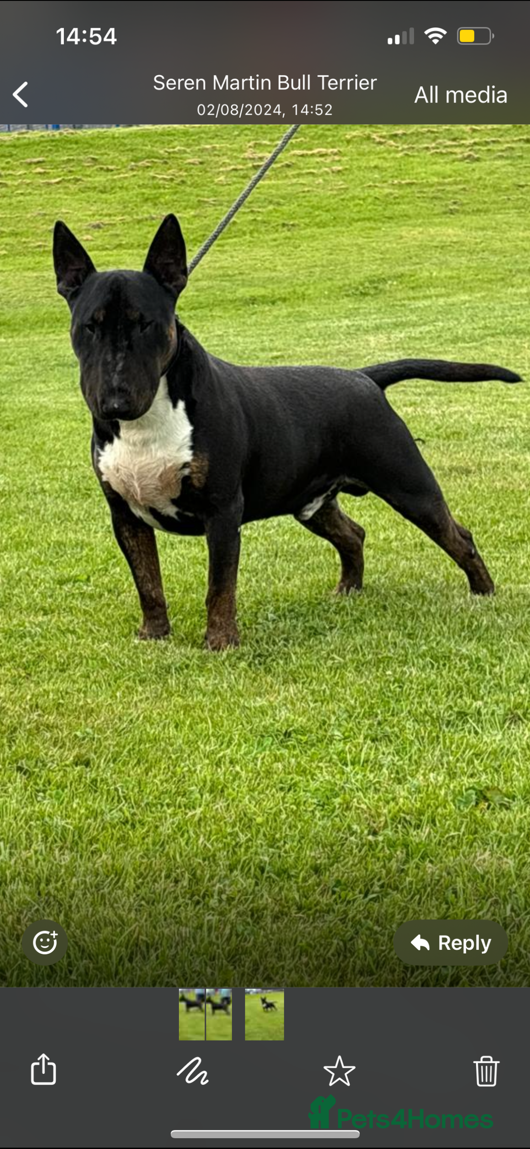 English Bull Terrier dogs for sale: Champion line bull terriers  - Image 8