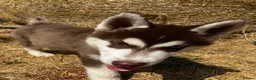 Siberian Husky dogs for sale: Beautiful Purebred Red Siberian Husky Girls - Advert 17