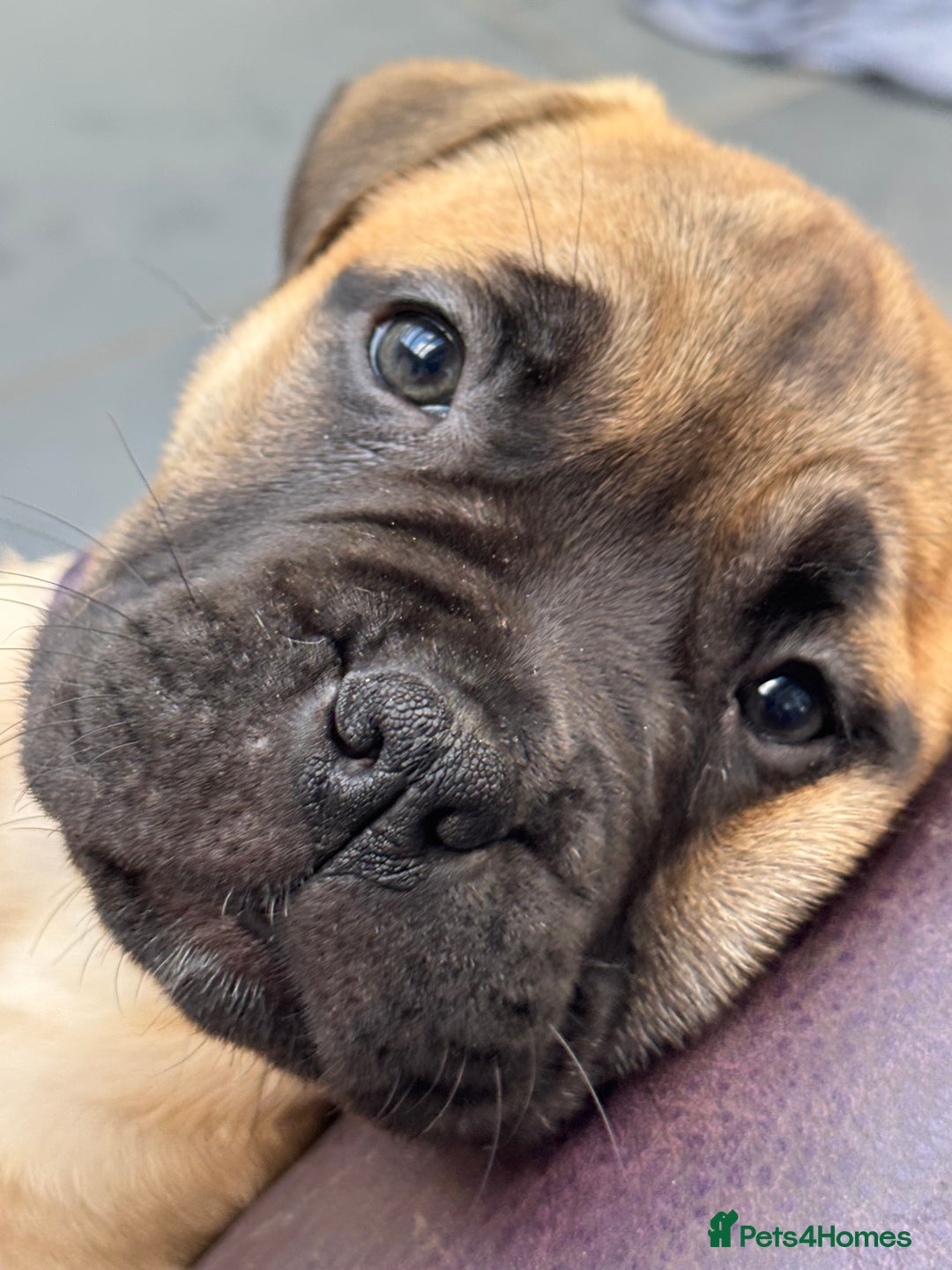 Bullmastiff dogs for sale: Beautiful Pedigree Puppies - Advert 22