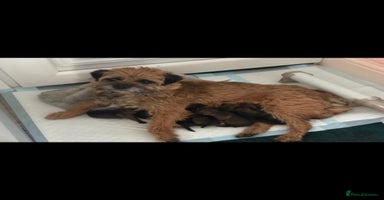 Border Terrier dogs - Advert 9