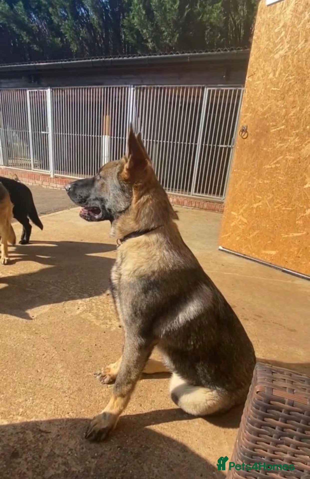 German Shepherd dogs 🐶Royal Kennel Club Straight Back GSD puppies🐶 - Advert 2