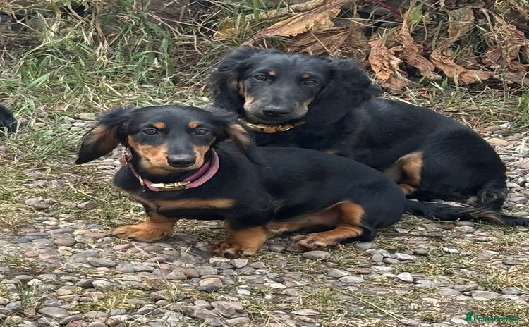 Dachshund dogs in Huddersfield - Advert 10