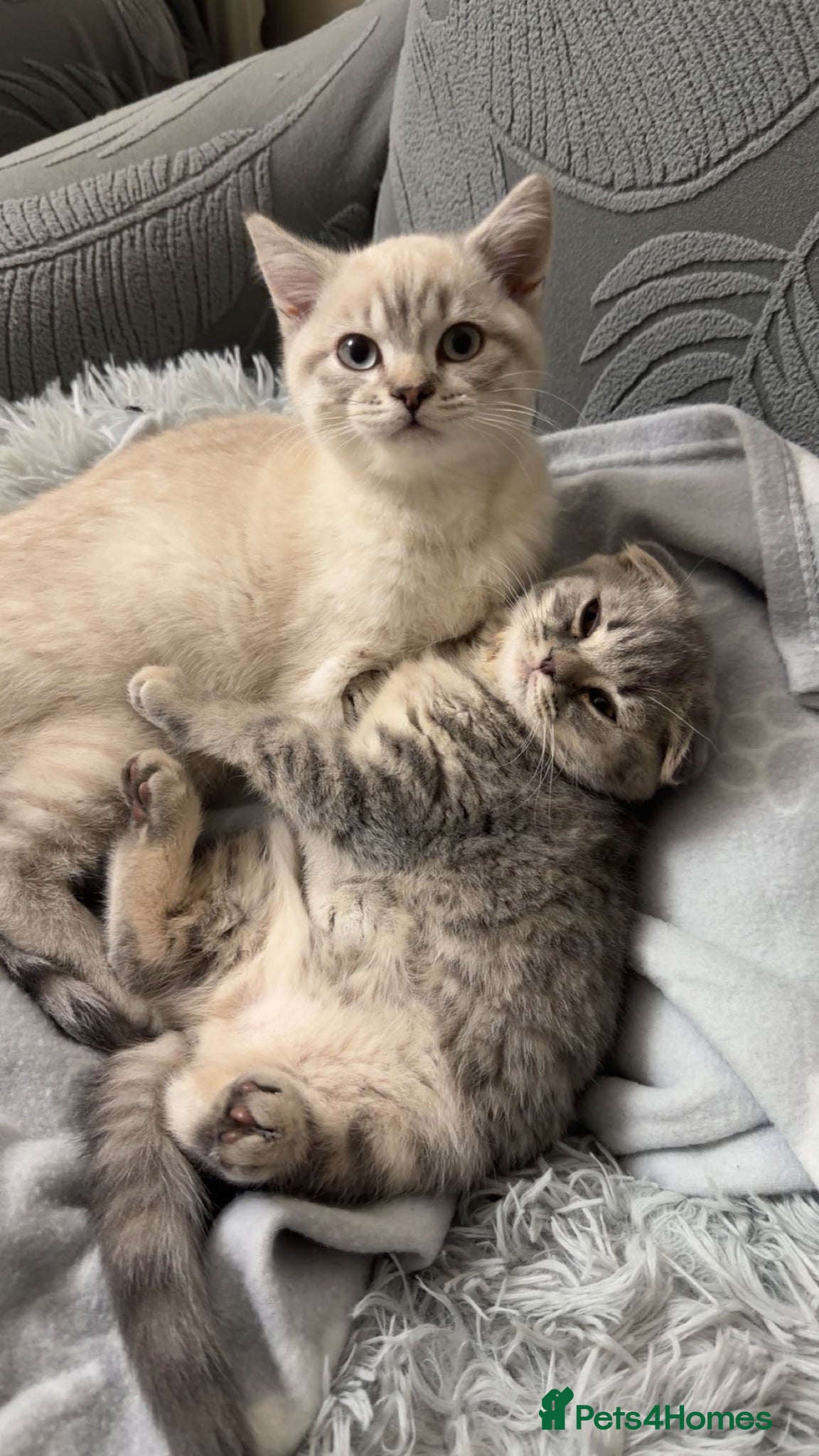 British Shorthair cats BritishShorthairColourpointMale&ScottishFoldFemale - Advert 4