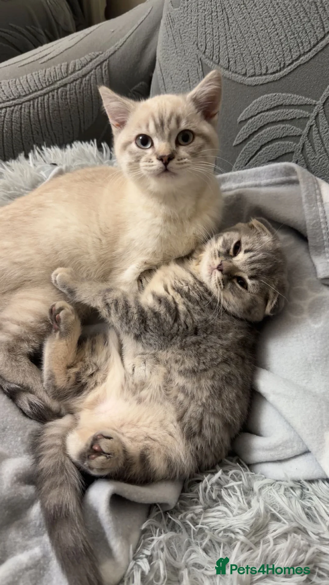 British Shorthair cats for sale: BritishShorthairColourpointMale&ScottishFoldFemale - Advert 1