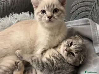 British Shorthair cats BritishShorthairColourpointMale&ScottishFoldFemale - Advert 4