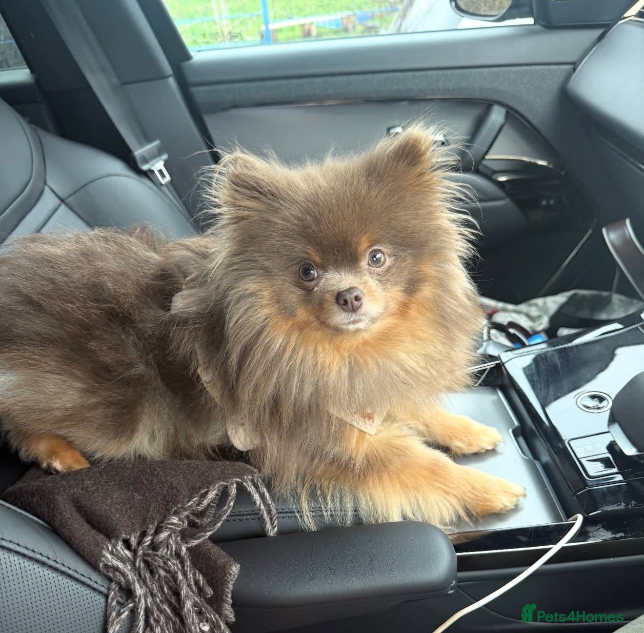 Pomeranian dogs Beautiful boys ready for their new homes  - Advert 13