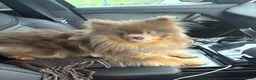 Pomeranian dogs for sale: Beautiful boys ready for their new homes  - Advert 1