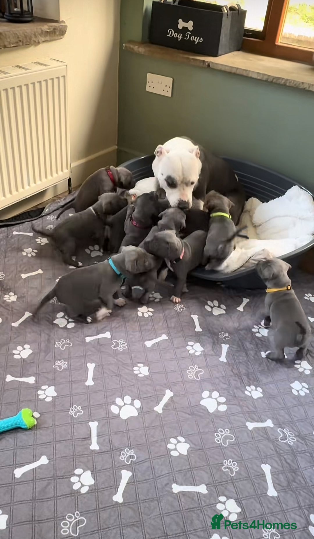 Mixed Breed dogs for sale: American bulldog mix puppy - Image 5