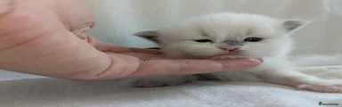 Ragdoll 4