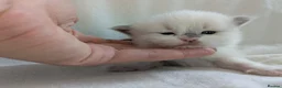 Ragdoll cats for sale: Ragdoll kittens GCCF reg.  - Advert 3