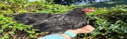 Chickens poultry for sale: Believed Male Pekin Bantam chick - Advert 1