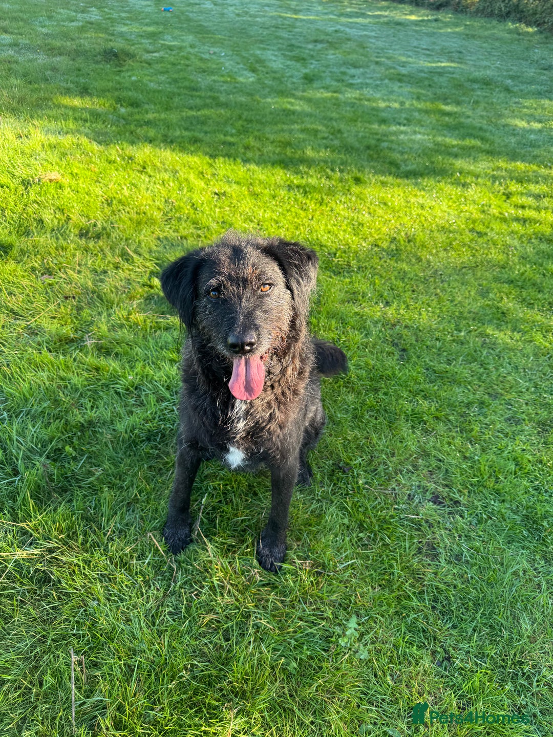 Mixed Breed dogs for adoption: Miro is desperate to find his special Person 💙 - Advert 10