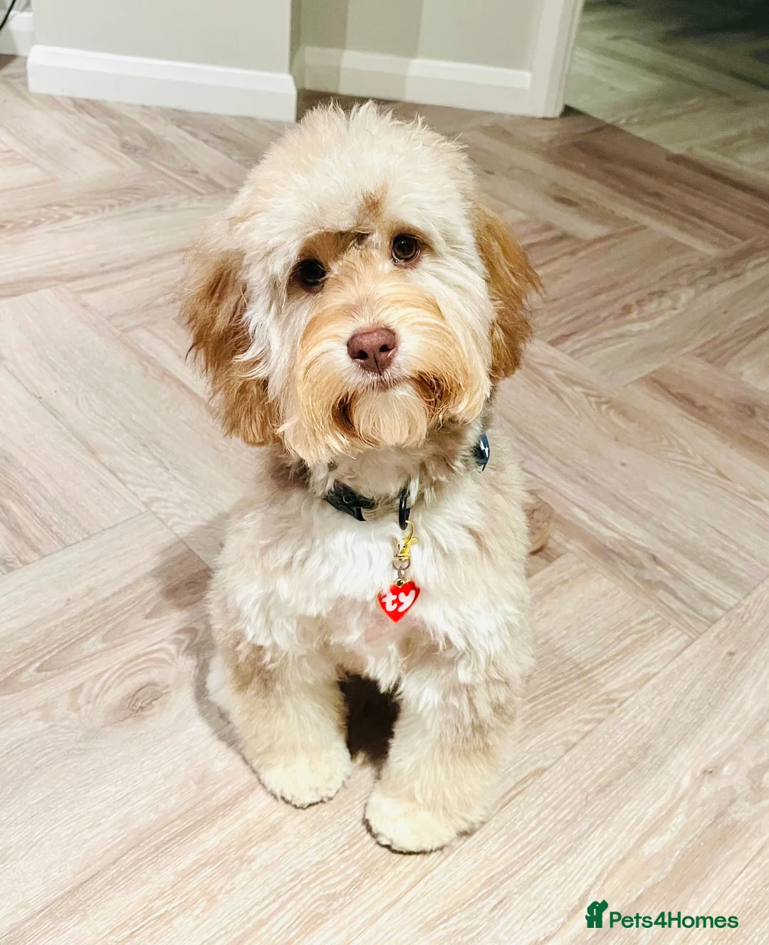 Gallery Image {{count}}